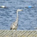 Grey heron by dragey74