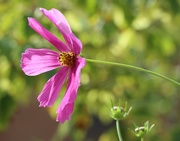 6th Sep 2025 - Cosmos
