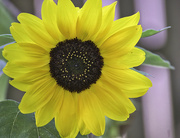 2nd Sep 2025 - Final Sunflower 