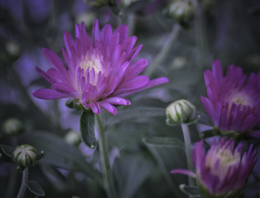 Purple Mums by marylandgirl58
