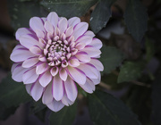 4th Sep 2025 - Dahlia 