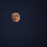 5th Sep 2025 - Orange Moon