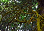 6th Sep 2025 - Tangled Limb Web