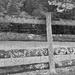 Fence in B & W 