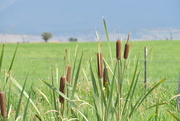 4th Sep 2025 - Cattails