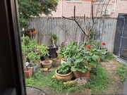 7th Sep 2025 - From My Kitchen Window 