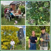 7th Sep 2025 - Apple Day