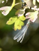 6th Sep 2025 - Willow Emerald Damselfly 