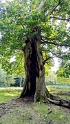 7th Sep 2025 - Hollow tree