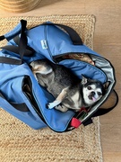 7th Sep 2025 - Réglisse. 