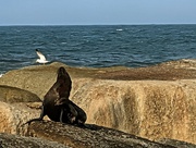 6th Sep 2025 - Seal and Seagull 