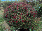 7th Sep 2025 - Let it Grow