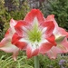 The Very Early Amaryllis by susiemc
