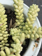 6th Sep 2025 - Dew on the donkey tails 