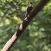 Pileated Woodpecker by librarymom