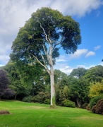 7th Sep 2025 - The tree