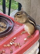 7th Sep 2025 - Cheeky Chipmunk