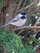 7th Sep 2025 - Cheeky Chickadee