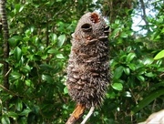 8th Sep 2025 - Banksia Seed Pods ~