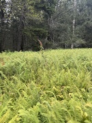 6th Sep 2025 - Field in the Poconos