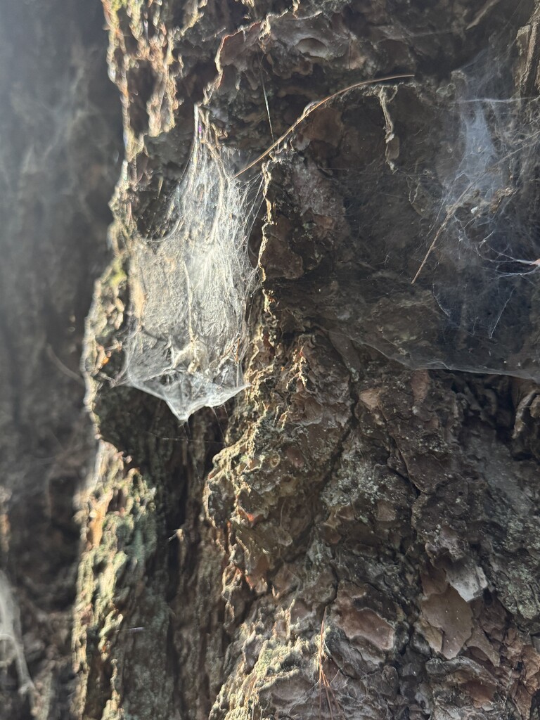 Spider Web by blackmutts