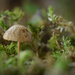 Fungi and moss by jeneurell