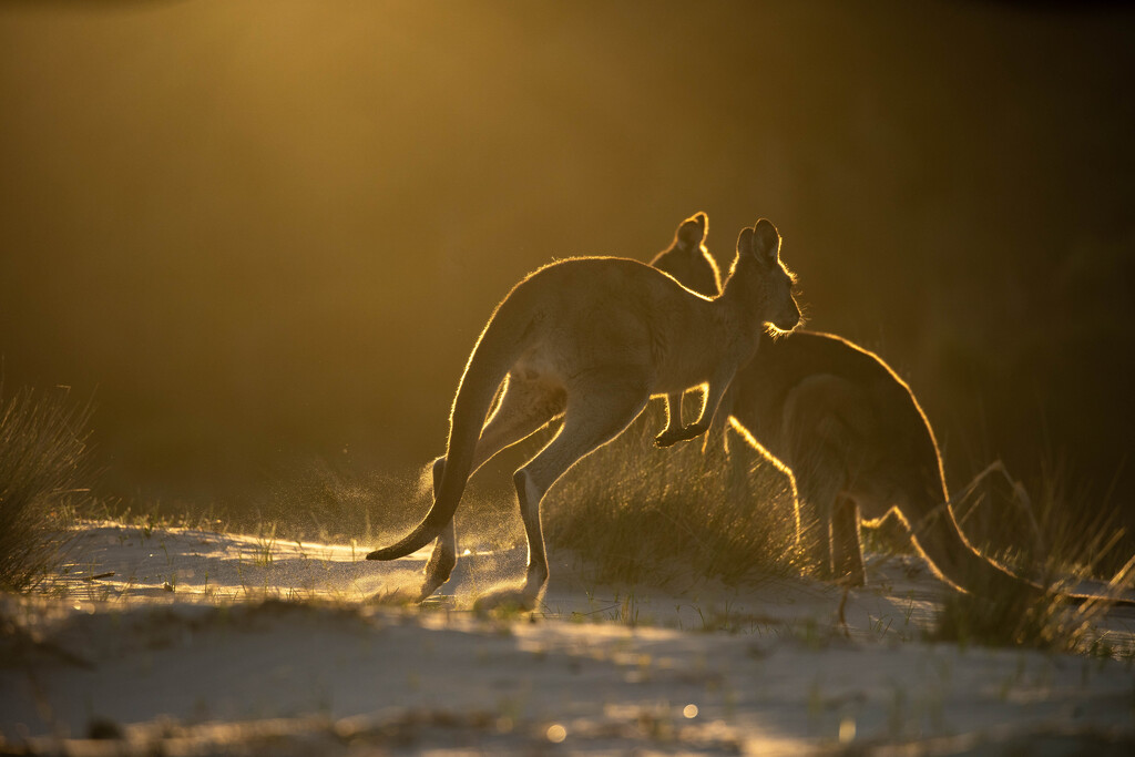 Flamin' 'roos! by pusspup