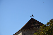 4th Sep 2025 - owl weather vane