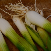 8th Sep 2025 - Spring onions 