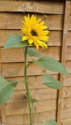 8th Sep 2025 - Sunflower