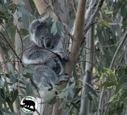 7th Sep 2025 - a new juvenile