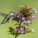 Ruby-throated Hummingbird by kvphoto