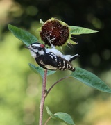 8th Sep 2025 - The Bully