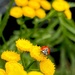 Ladybird on Tansy by pattyblue