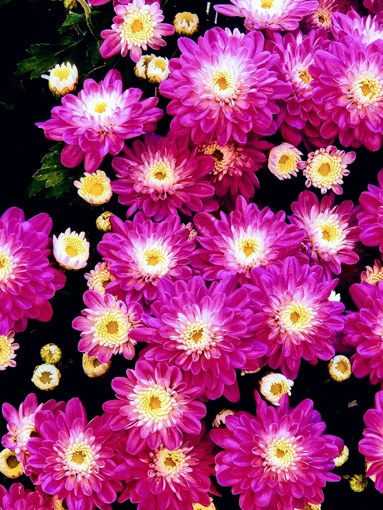 Chrysanthemum by alyclark