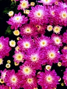 8th Sep 2025 - Chrysanthemum