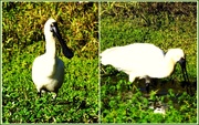 9th Sep 2025 - A Spoonbill Fishing ~