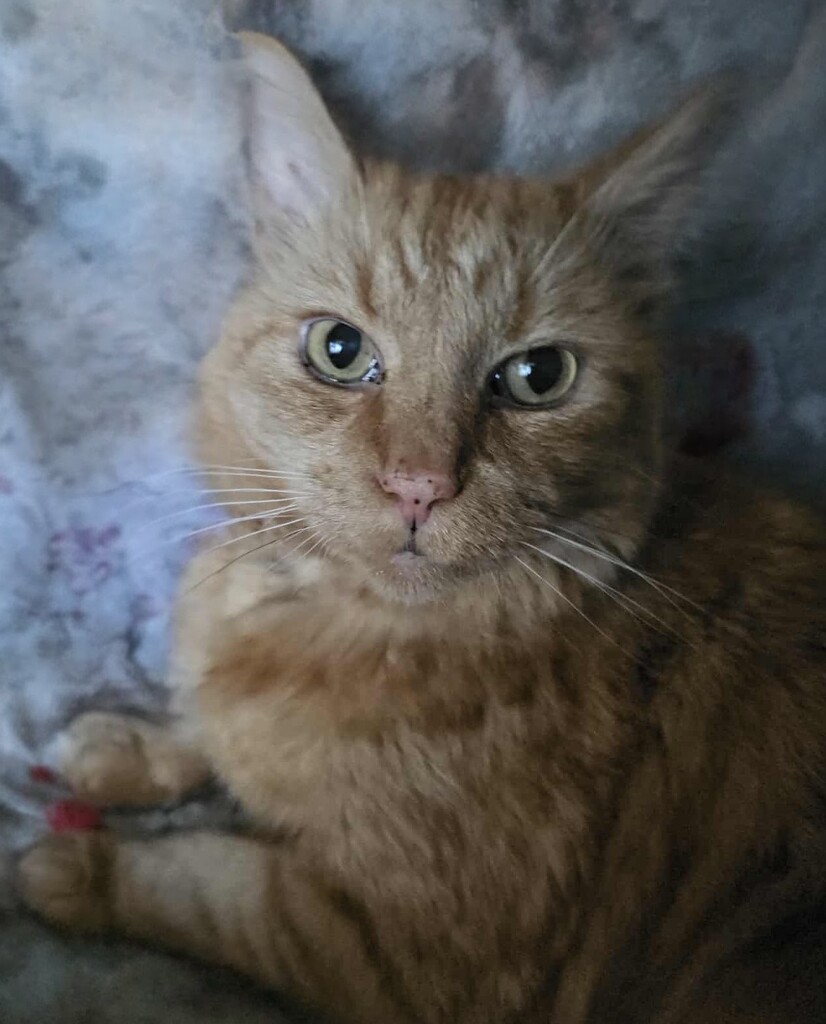 Little by little  by pugletstopsmakingdo