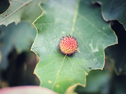 9th Sep 2025 - Oak Gall on an Oak Leaf