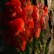 9th Sep 2025 - Rose on bark