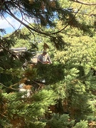 9th Sep 2025 - Can you spot the man cutting the hedge?