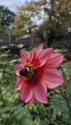 9th Sep 2025 - Bumble bee