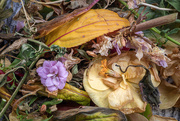 9th Sep 2025 - Potpourri
