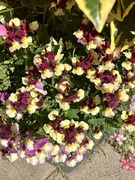 9th Sep 2025 - Nemesis