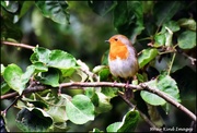 8th Sep 2025 - Dear little robin