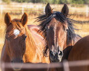 8th Sep 2025 - wild mane