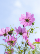 7th Sep 2025 - looking up