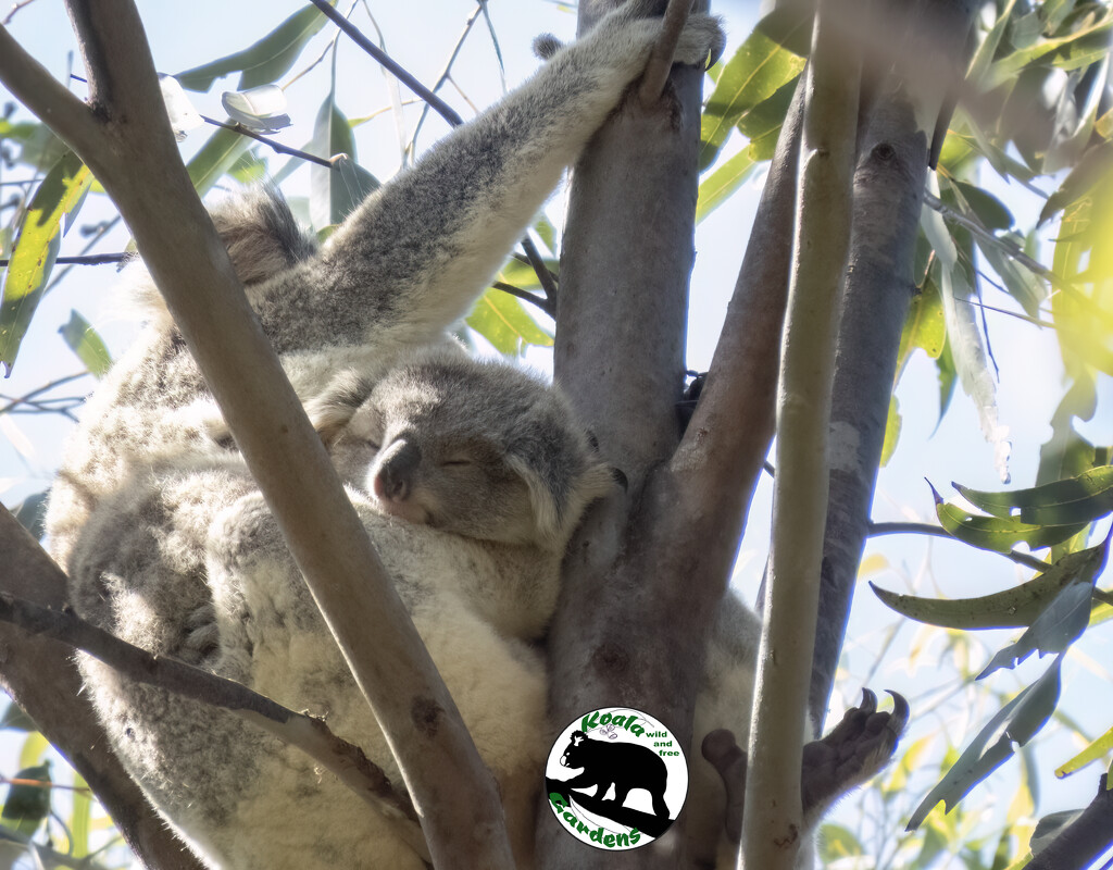 snoozing in the sunshine by koalagardens