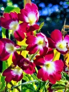 9th Sep 2025 - Verbena