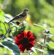9th Sep 2025 - On Her Throne